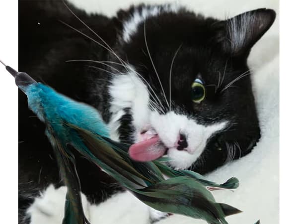 Katteleke på Pinne - Fjær & Bjelle - Leke for Katter