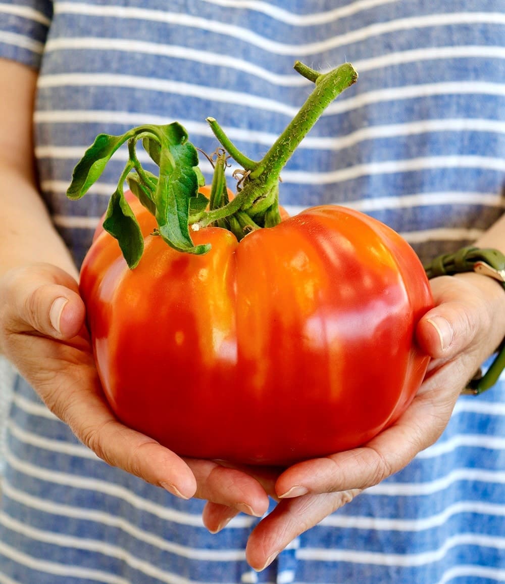 Veredelte Fleisch-Tomate 'Gigantomo' F1