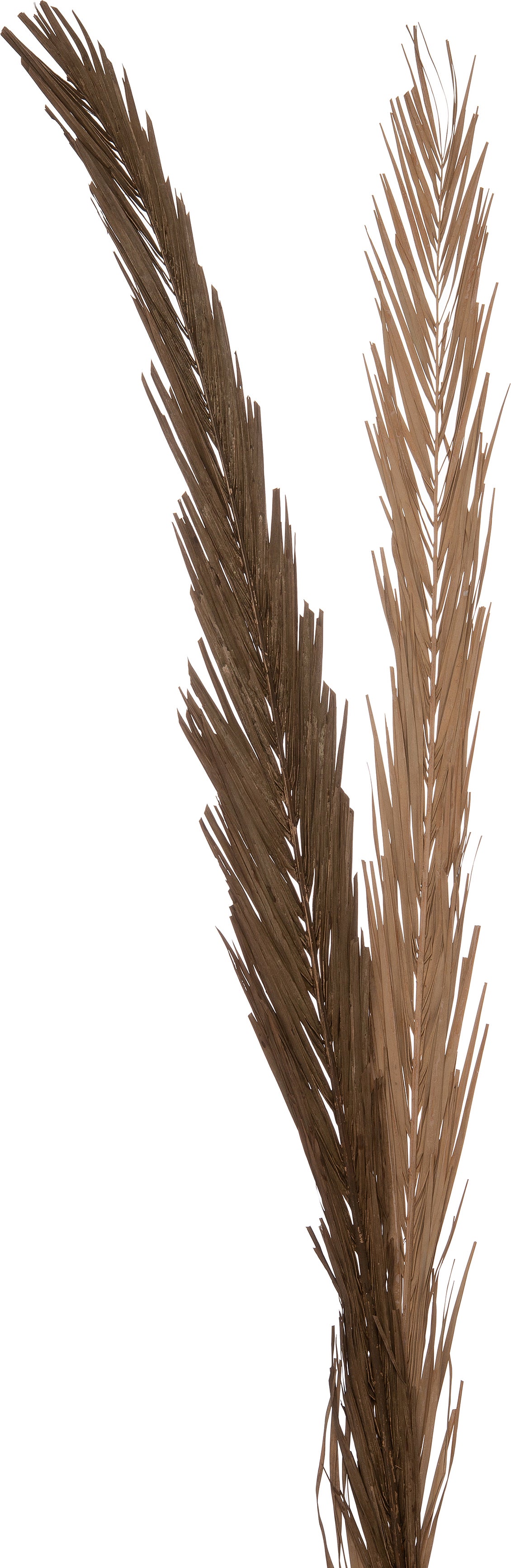 Intratuin decoratie tak bruin H 145 cm