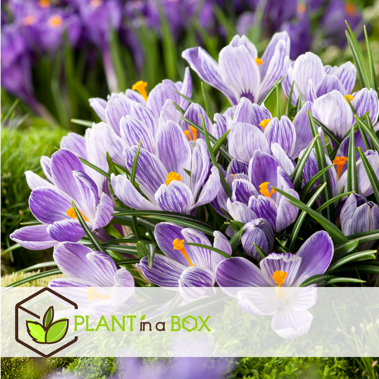 Crocus pickwick - bulbes à fleurs x60 - violet / jaune