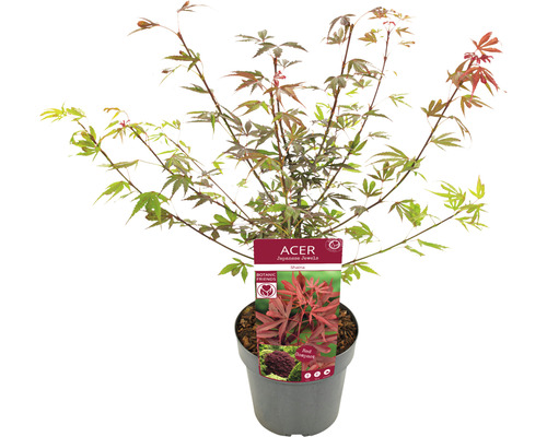 Japanse esdoorn Acer palmatum 'Shaina' H 50-60 cm Co 3 L