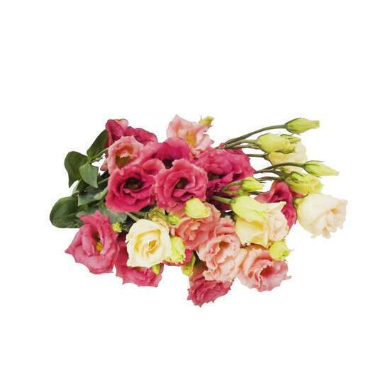 Botte de Lysianthus - 5 tiges : coloris variables