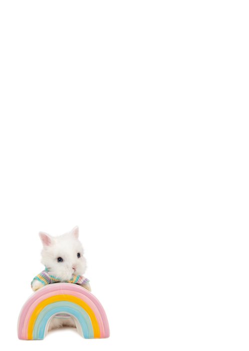 Studio Pets | Beterschapskaart | Bunny