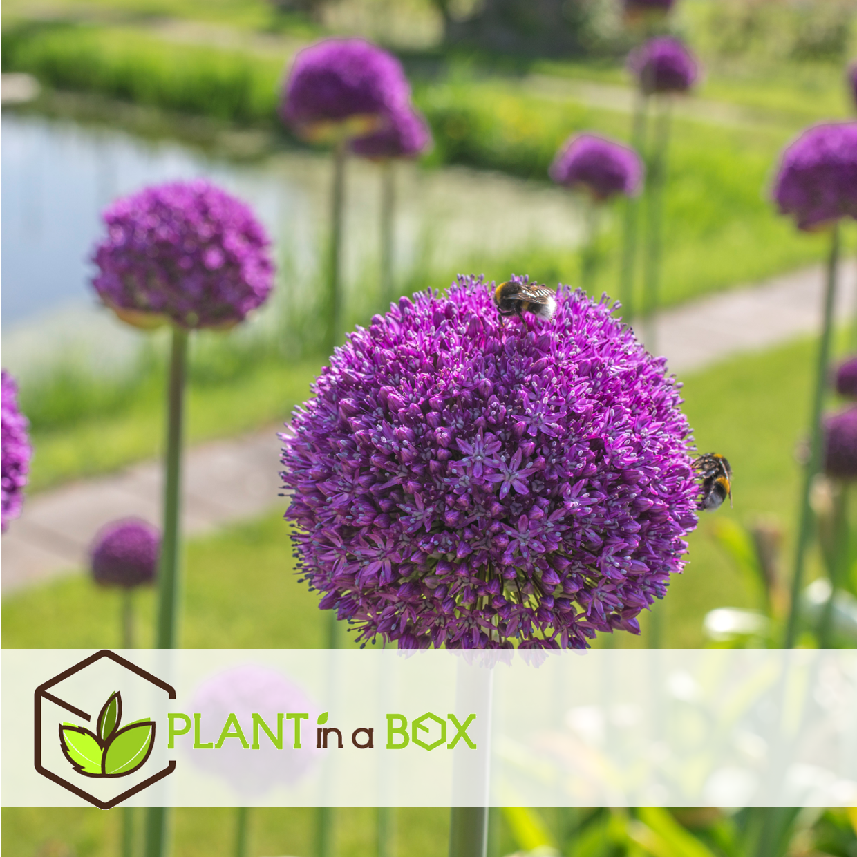 Allium ambassador - bulbes à fleurs x6 - violet / sphériques