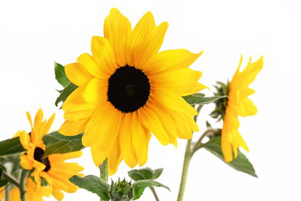 Sonnenblume 'Sunfinity'