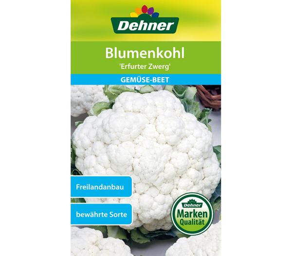 Dehner Samen Blumenkohl 'Erfurter Zwerg'