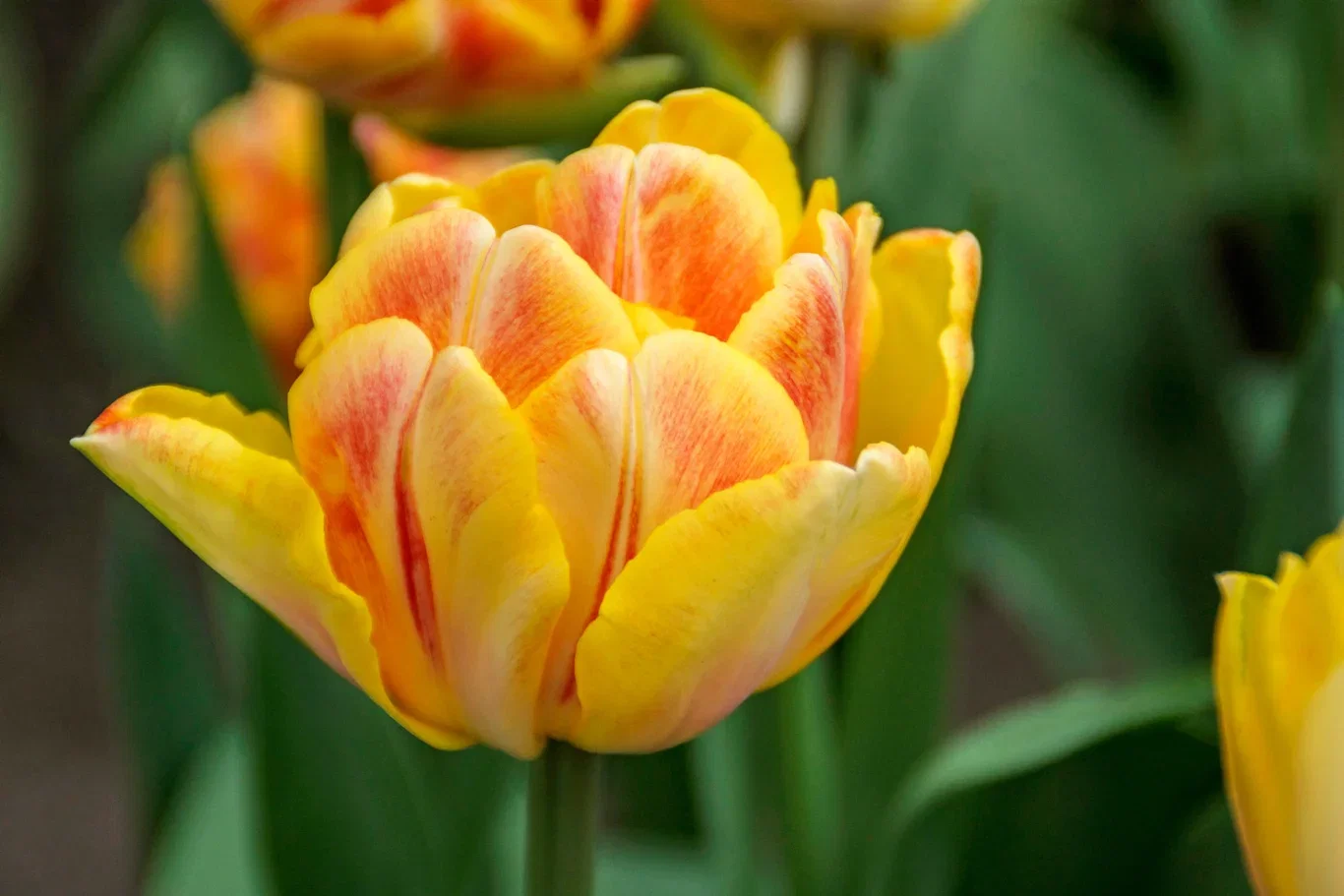 Tulipa gesneriana 'Foxy Foxtrot' Tulipan 'Foxy Foxtrot'