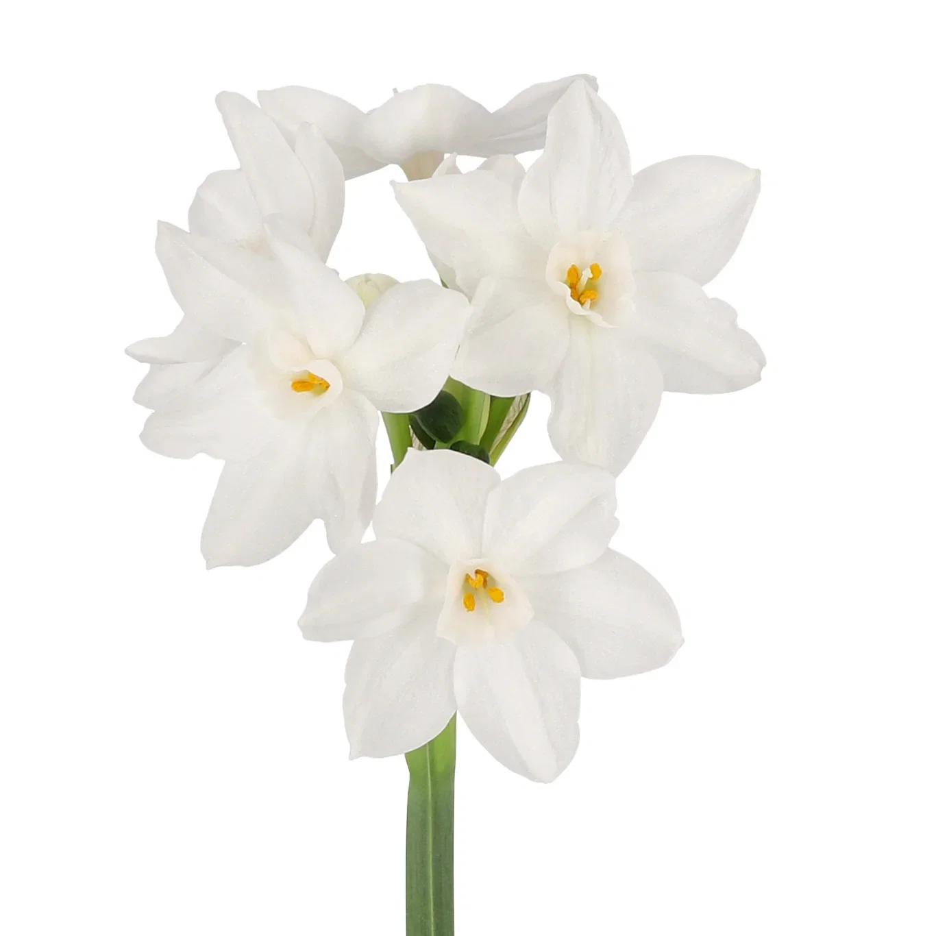 Narcissus papyraceus 'Ziva' Hvit tasettnarsiss 'Paperwhite Ziva' Ø12 cm