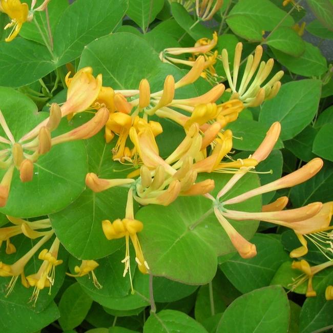 Chèvrefeuille de tellmann - lonicera tellmaniana 3l