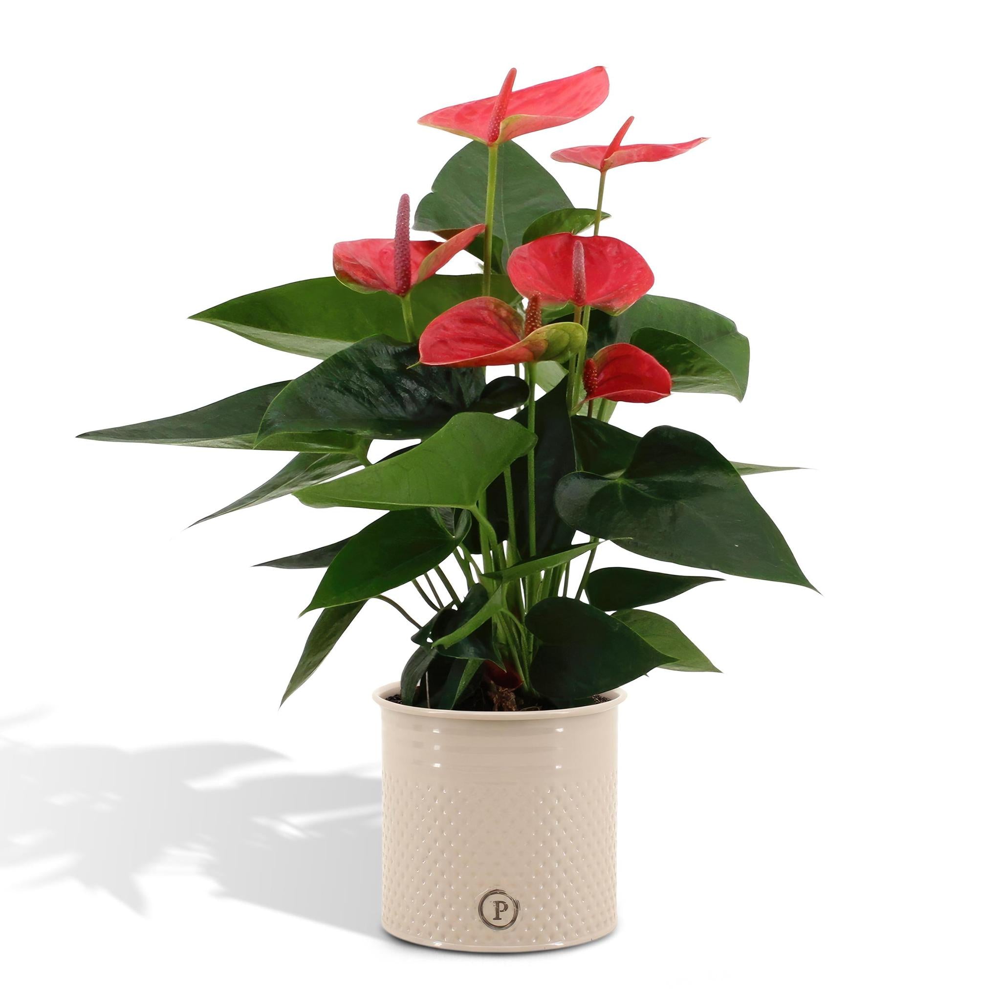 Plante d'intérieur - anthurium rouge et son pot crème 45cm