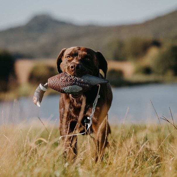 HP&G Training Tool Pheasant<br>Til trening av hund!