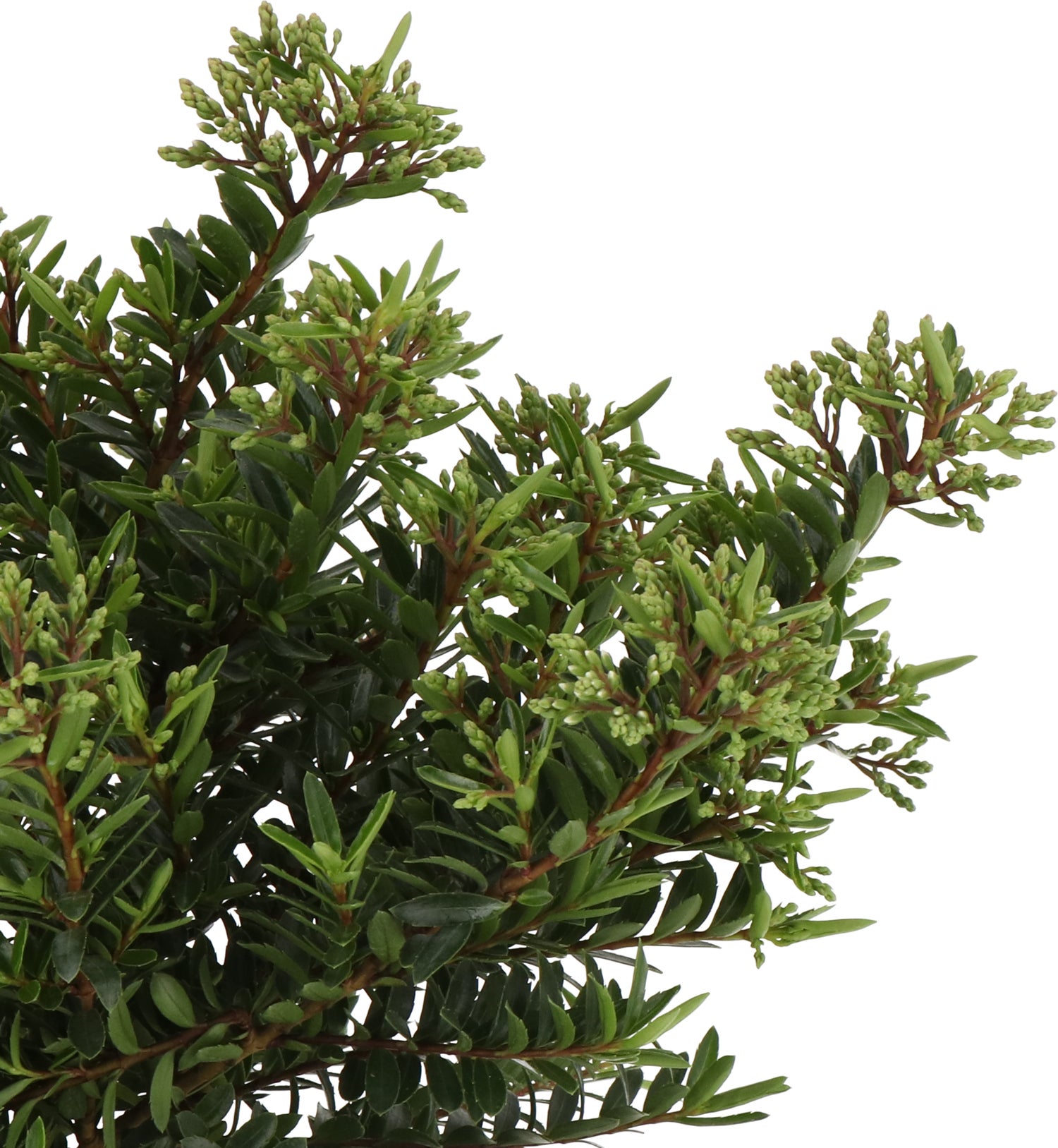 Struikveronica (Hebe 'Celina') D 17 H 25 cm