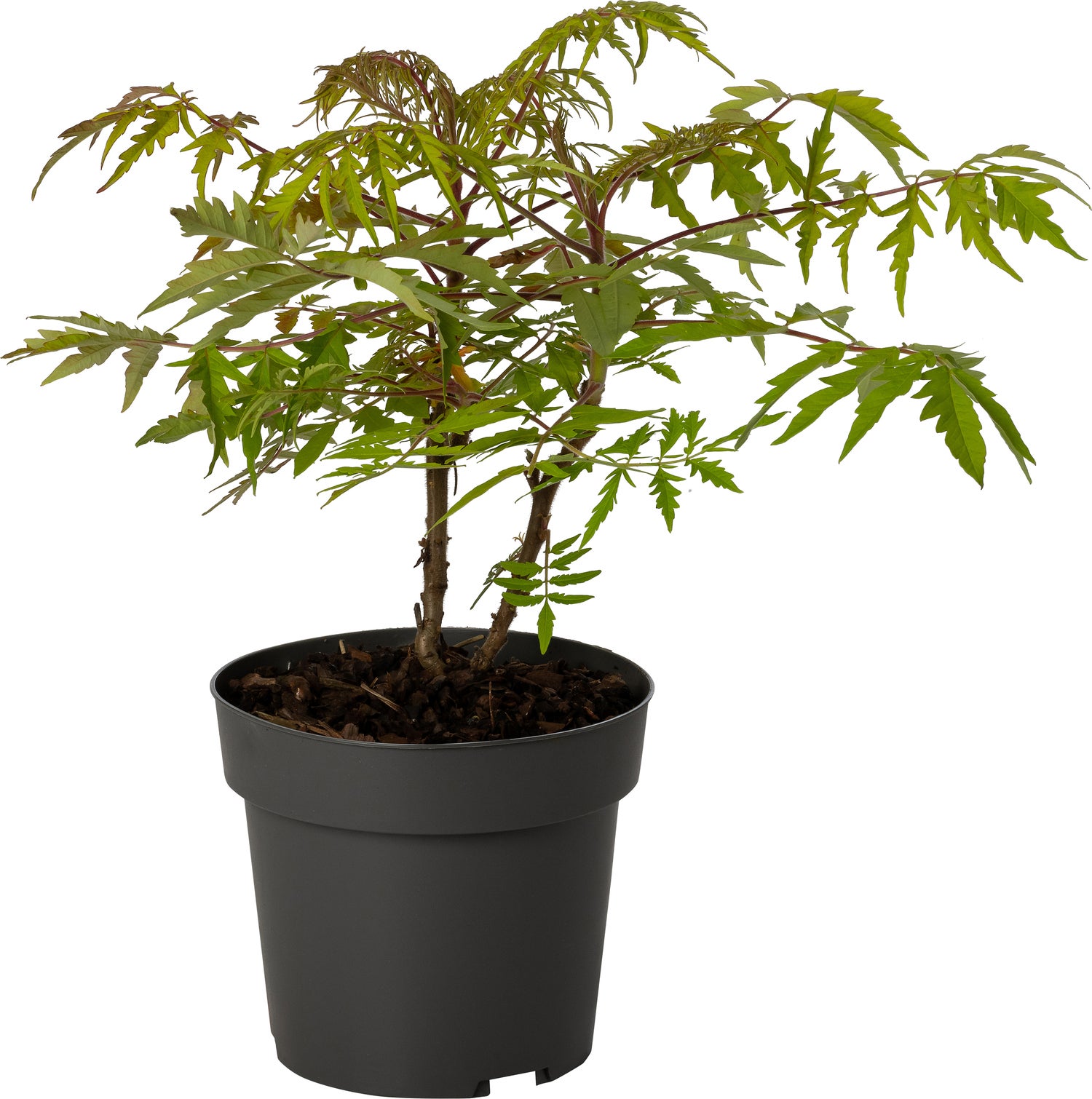 Fluweelboom (Rhus typhina 'Tiger Eyes') D 19 H 35 cm