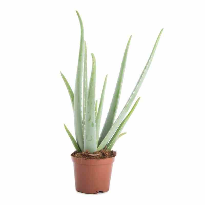 Aloe vera (syn. A. Barbadensis) taille pot de 2 litres - 20/40 cm