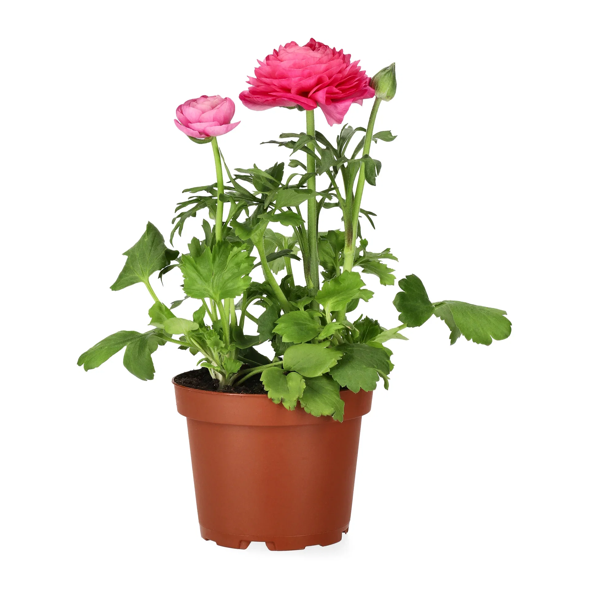 Ranunculus 10,5cm Ranunkel Ø10,5 cm