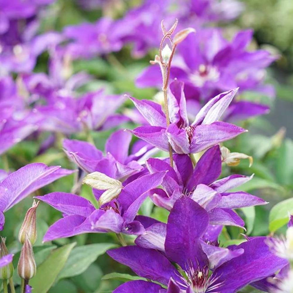 Clématite 'the president' - clematis 1,5l