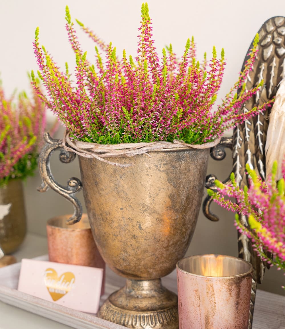 Calluna Knospenheide 'Golden Angie', 12 cm-Topf