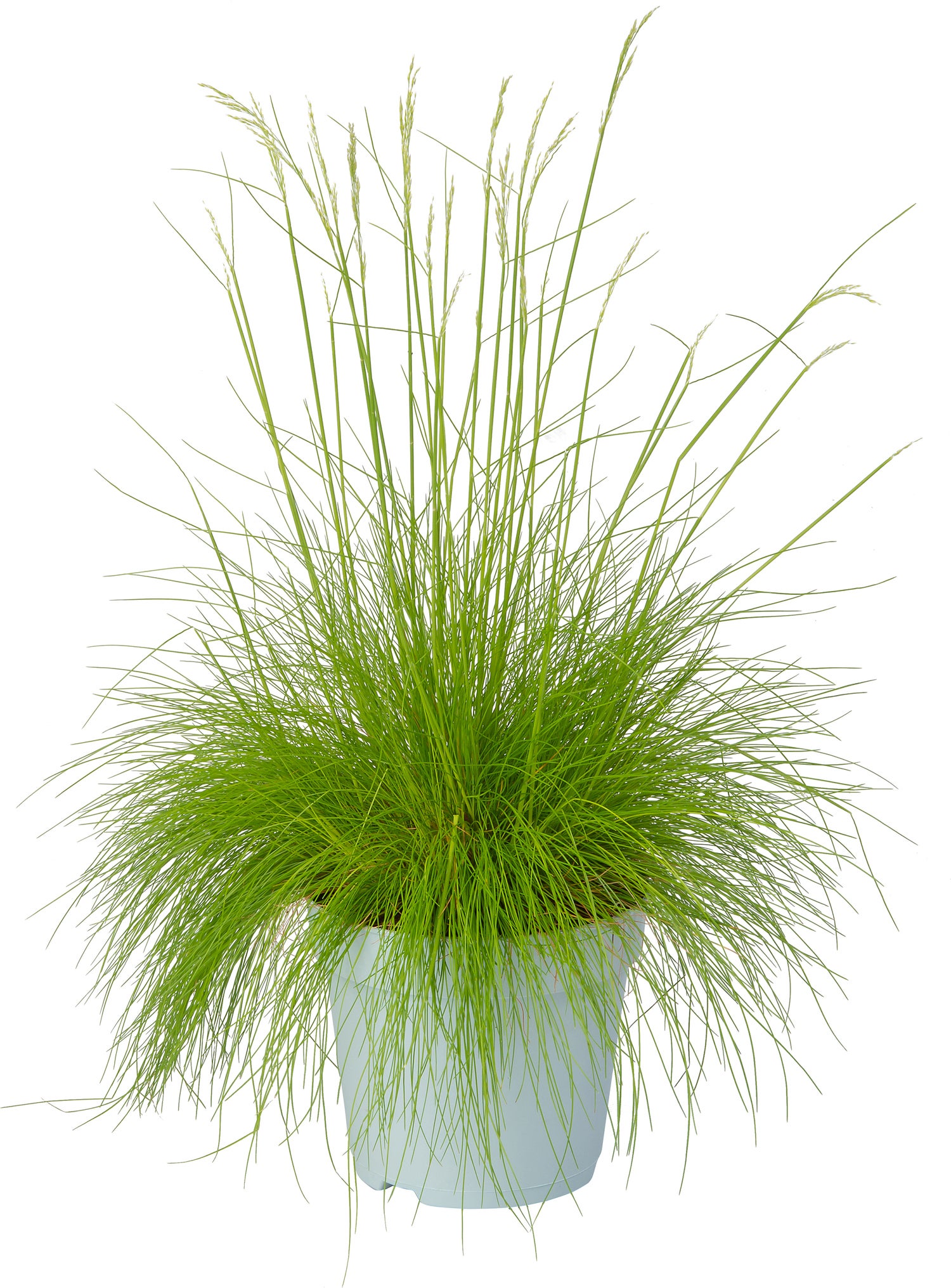 Ruwe smele (Deschampsia flexuosa 'Amilime') D 17 H 30 cm