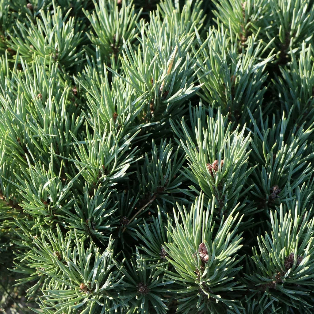 Pinus sylvestris 'Watereri' Skogfuru 'Watereri' på stamme Ø26 cm