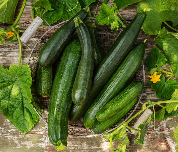 Zucchini, grün