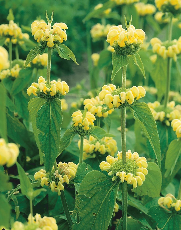 Brandkruid (Phlomis russeliana) D 11 H 10 cm