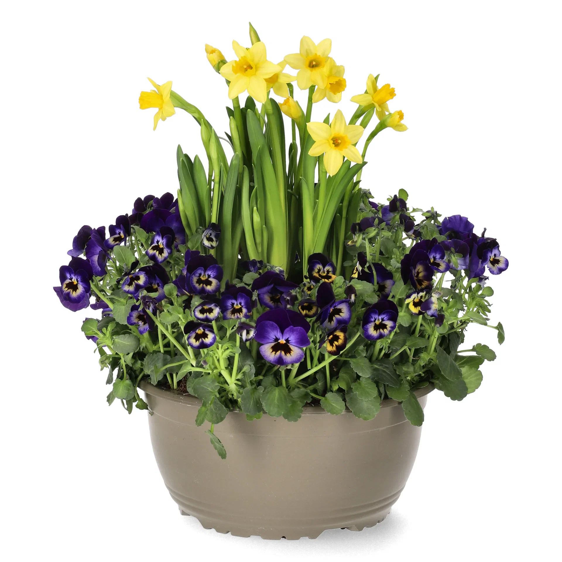 Viola x wittrockiana, Narcissus x cyclazetta 'Tête-à-Tête' Stemor og påskelilje Ø21 cm