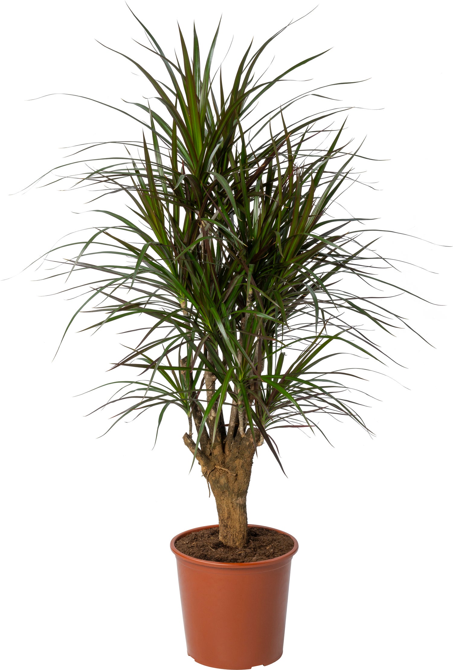Drakenbloedboom (Dracaena marginata 'Magenta') D 27 H 120 cm