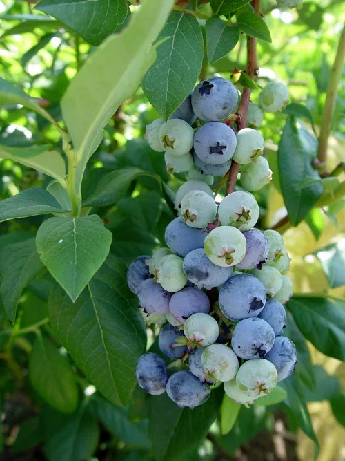 Vaccinium corymbosum 'Patriot' Hageblåbær 'Patriot' Ø17 cm