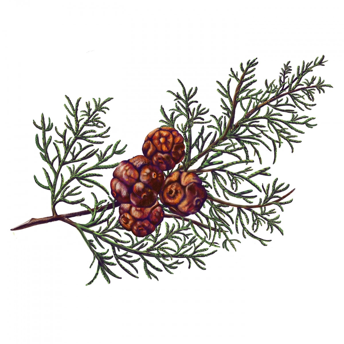 CARRIÈRE FRÈRES Cyprès - Cupressus Bougie Parfumée