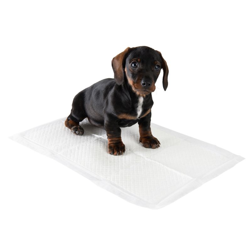 Alèses de propreté zooplus pour chiot