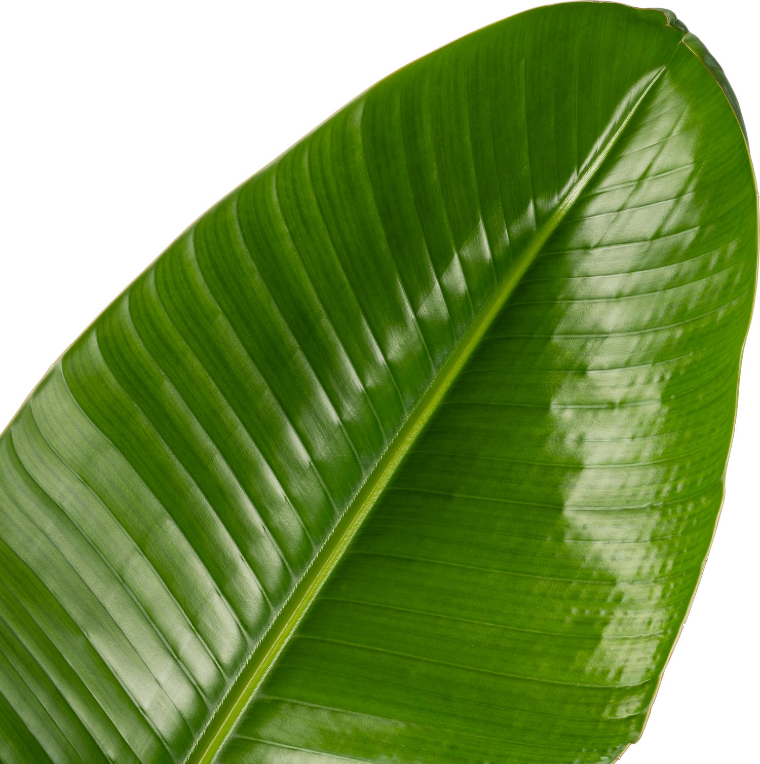 Beautanic Lifestyle Paradijsvogelplant (Strelitzia nicolai) D 30 H 160 cm