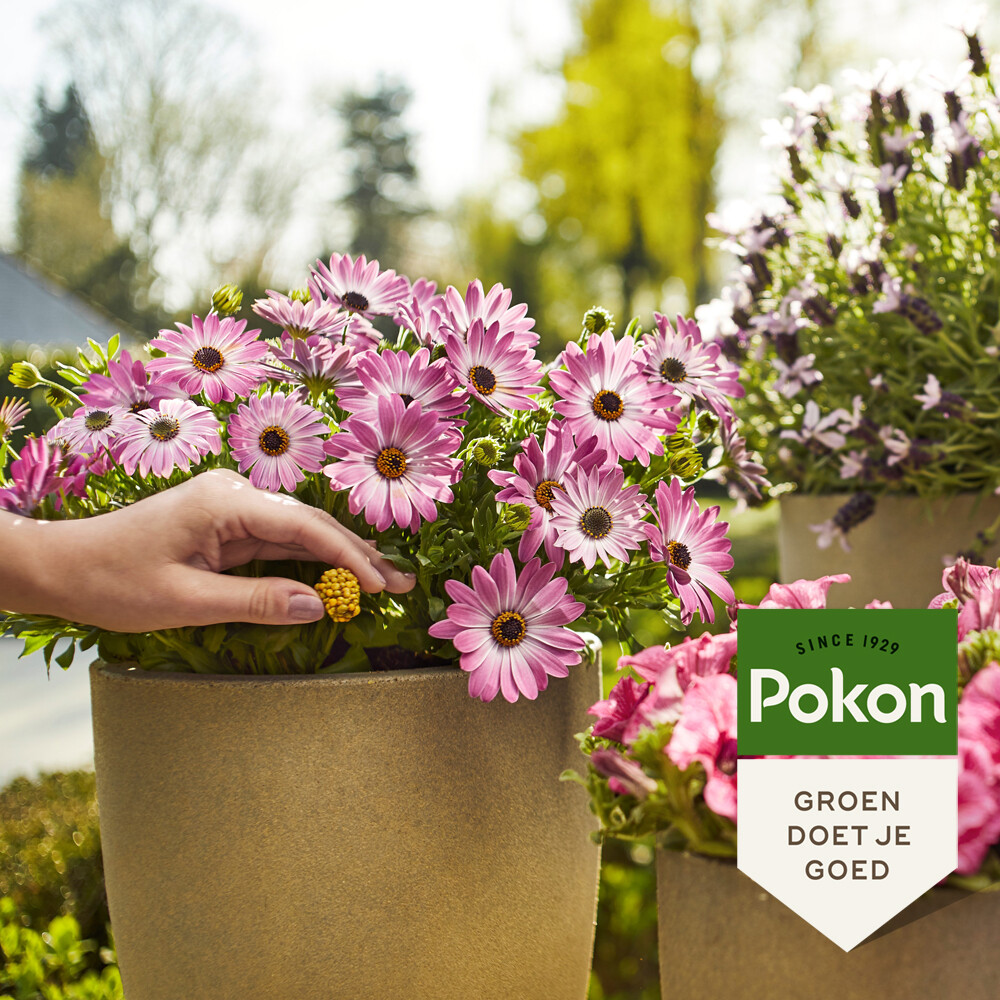 Pokon Voedingskegels Terras & Balkon Planten40 stuks
