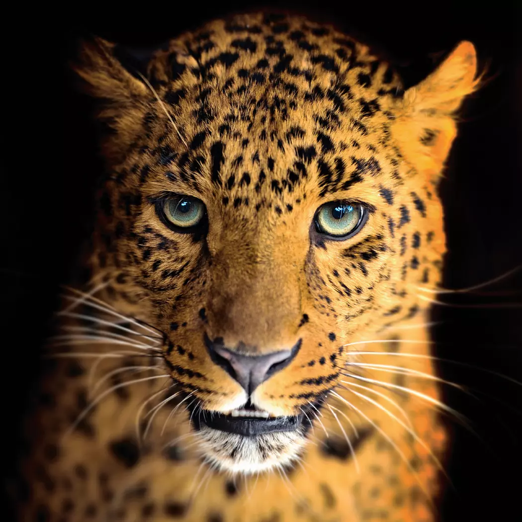 Glasbild 30 x 30 cm Leopard V
