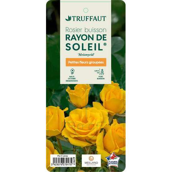 Rosier buisson 'Rayon de Soleil®' (Meianycid) : pot de 5 litres