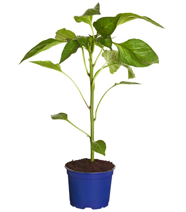 Dehner Gourmet Garten Tomatenpaprika
