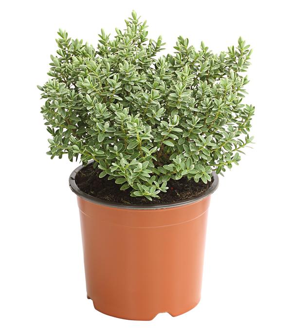Strauchveronika 'Pagei'