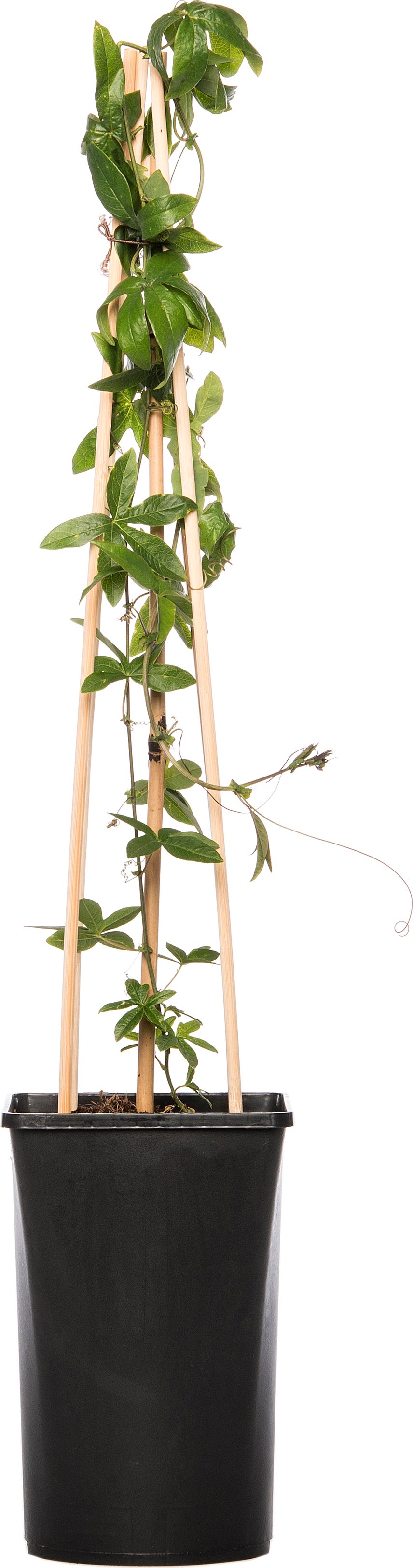 Passiebloem (Passiflora caerulea) H 50-60 cm