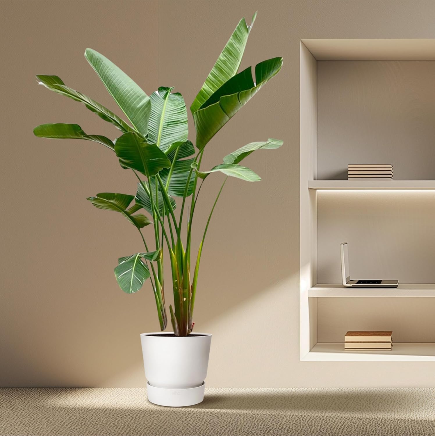 Strelitzia Augusta XXL - 225-250cm - Ø38cm - Zimmerpflanze - Immergrün