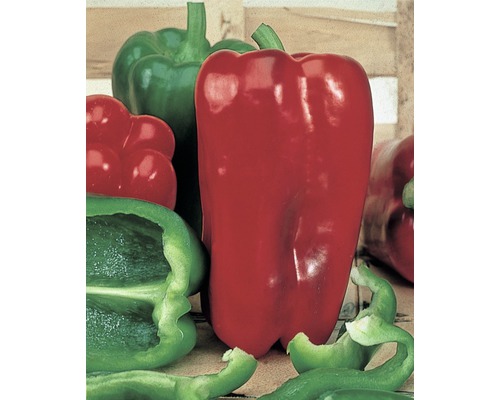 Groene paprika (Capsicum annuum) Ø 9 cm pot