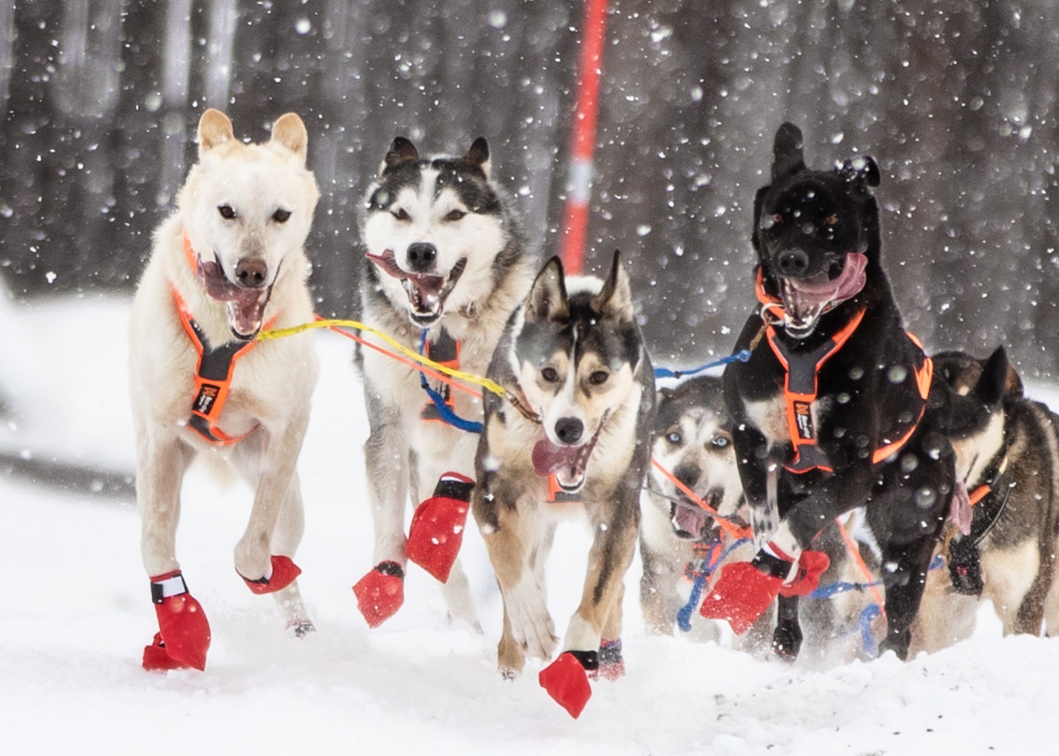 Non-Stop Dogwear Long Distance Bootie<br> Potesokker
