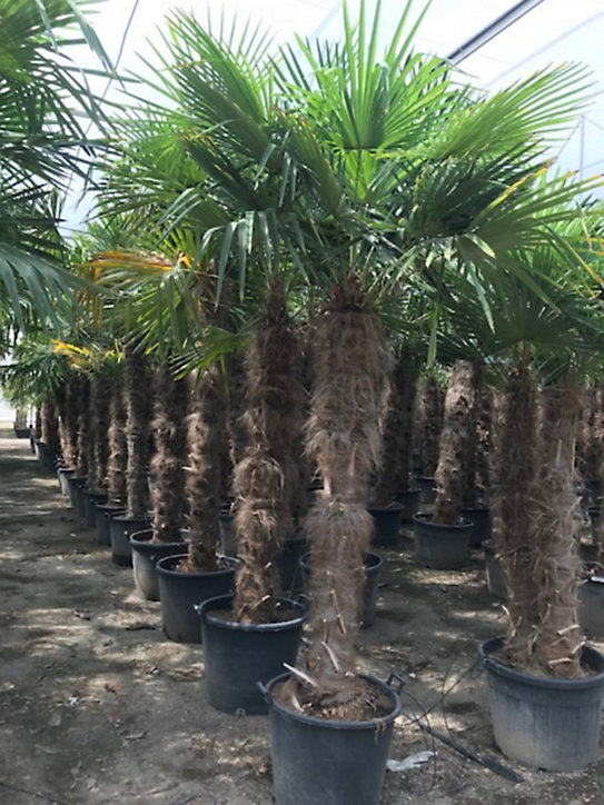 Trachycarpu fortuneii stipe 180-200cm 160L