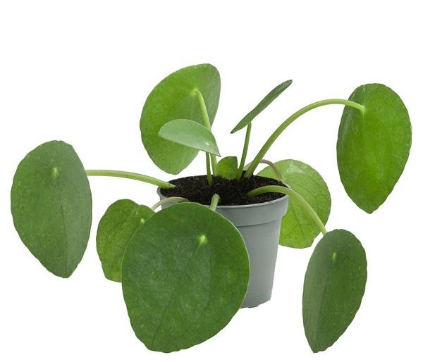 Glückstaler - Pilea peperomioides