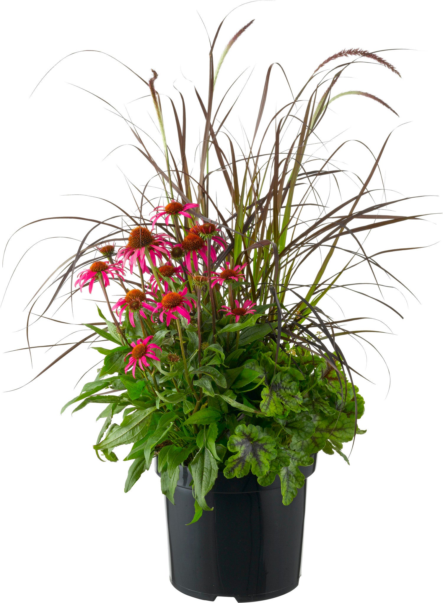 Triple Beauty (Echinacea, Heuchera, Pennisetum) D 26 H 80 cm