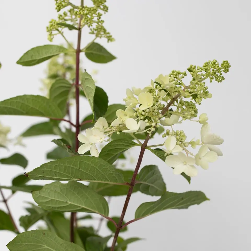 Pluimhortensia - Set van 2 - Hydrangea 'Pinky Winky' - Hoogte 25-40cm - ⌀19cm