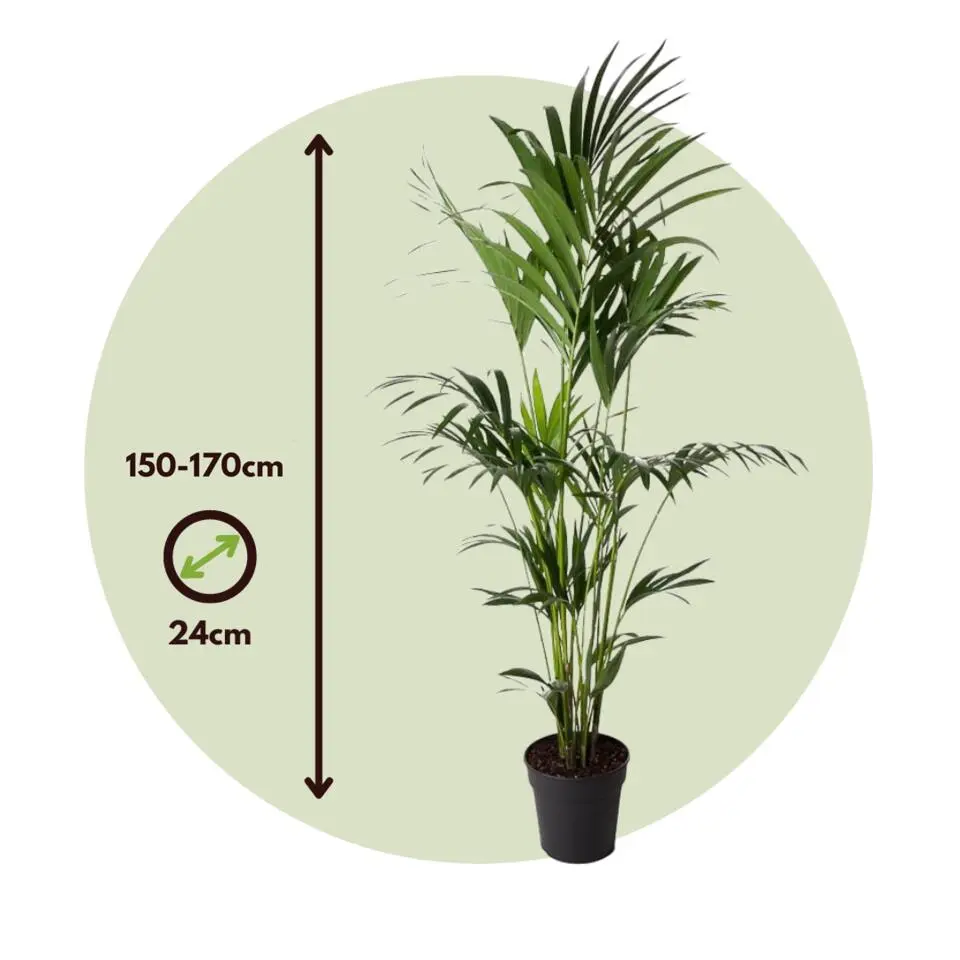 Kentiapalm - Howea forsteriana - Hoogte 150-170cm - ⌀24cm