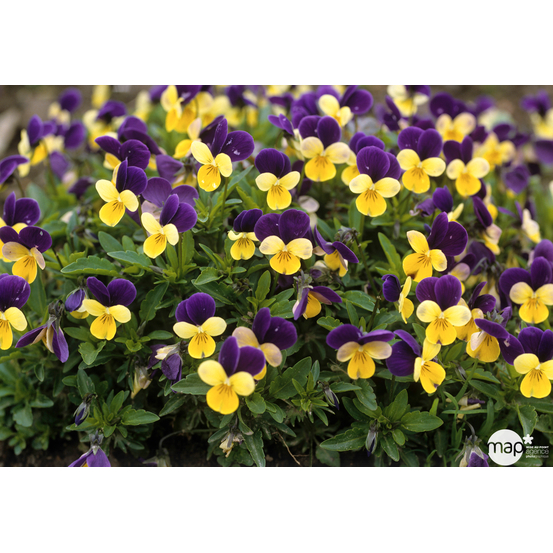 Viola cornuta : barquette de 10 plants - Coloris variables
