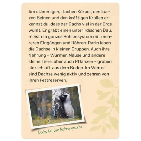 ars Edition Naturforscher Kids: Wald (Karten)