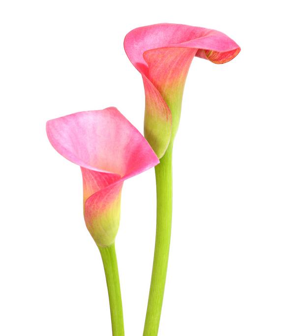 Zimmercalla - Zantedeschia albomaculata,