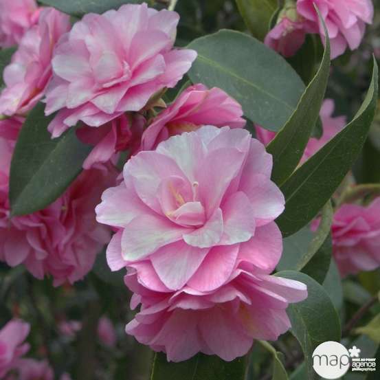 Camellia 'Spring Festival' : H 60/70 cm, ctr 7 Litres