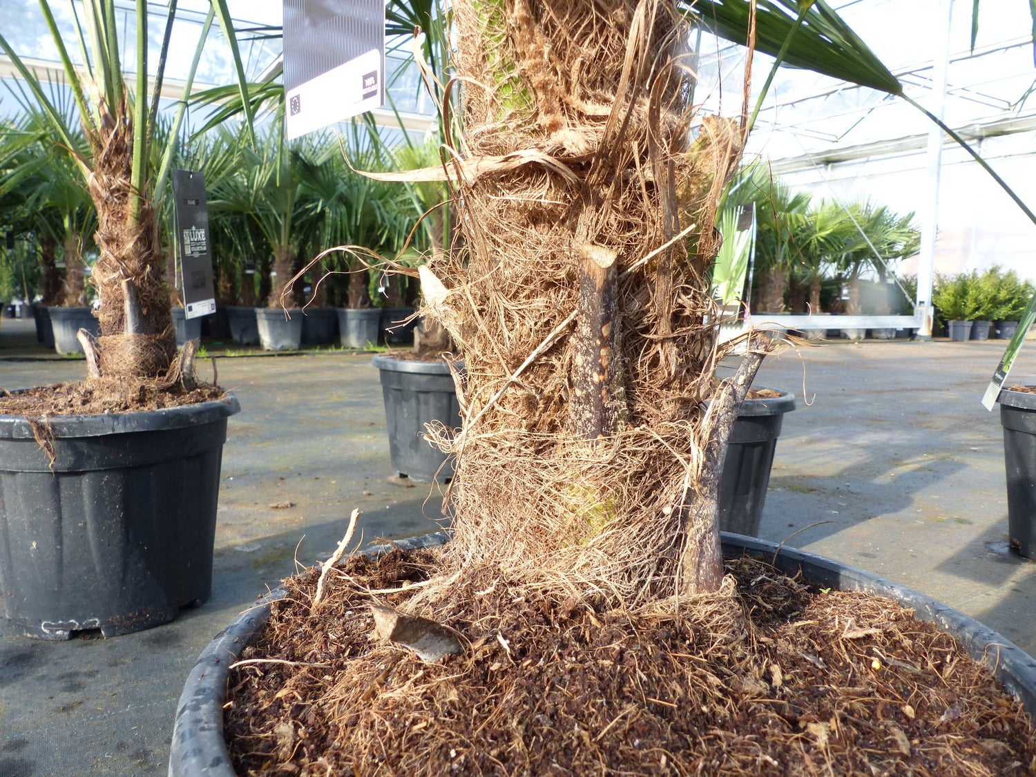Trachycarpus fortunei 140 - 170 cm Palm, Chinese Windmill Palm, winterhard tot -18°C